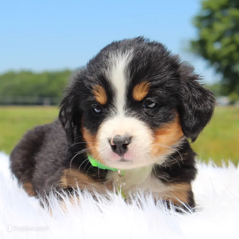 Ivy - AKC – Bernese Mountain Dog puppy for sale in Federalsburg, MD