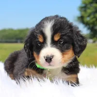 Ivy - AKC, a female Bernese Mountain Dog for sale in Federalsburg, MD – 1 of 3
