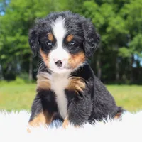 Barklay - AKC, a male Bernese Mountain Dog for sale in Federalsburg, MD – 2 of 2