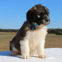 Pinecone, a male Saint Berdoodle for sale in Federalsburg, MD – 2 of 4