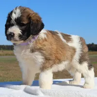 Blessing, a female Saint Berdoodle for sale in Federalsburg, MD – 4 of 4