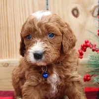 processed/88482a32-9e53-444e-bca1-63e5ac1350de/listing/a4fe7cde-9f80-4c5a-9413-93615c1dd82d/1c4e8919-9d14-414c-812e-d030a44464e0