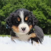 Ivy - AKC, a female Bernese Mountain Dog for sale in Federalsburg, MD – 3 of 3