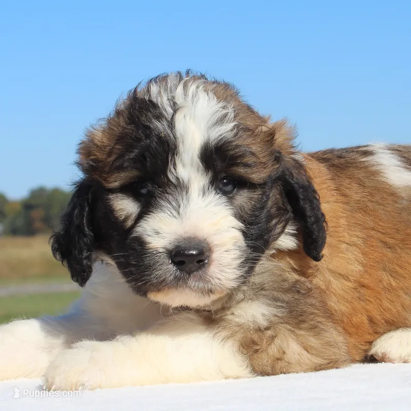 Blessing – Saint Berdoodle puppy for sale in Federalsburg, MD