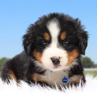 Odin - AKC, a male Bernese Mountain Dog for sale in Federalsburg, MD – 2 of 3