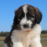 Grace, a female Saint Berdoodle for sale in Federalsburg, MD – 2 of 3