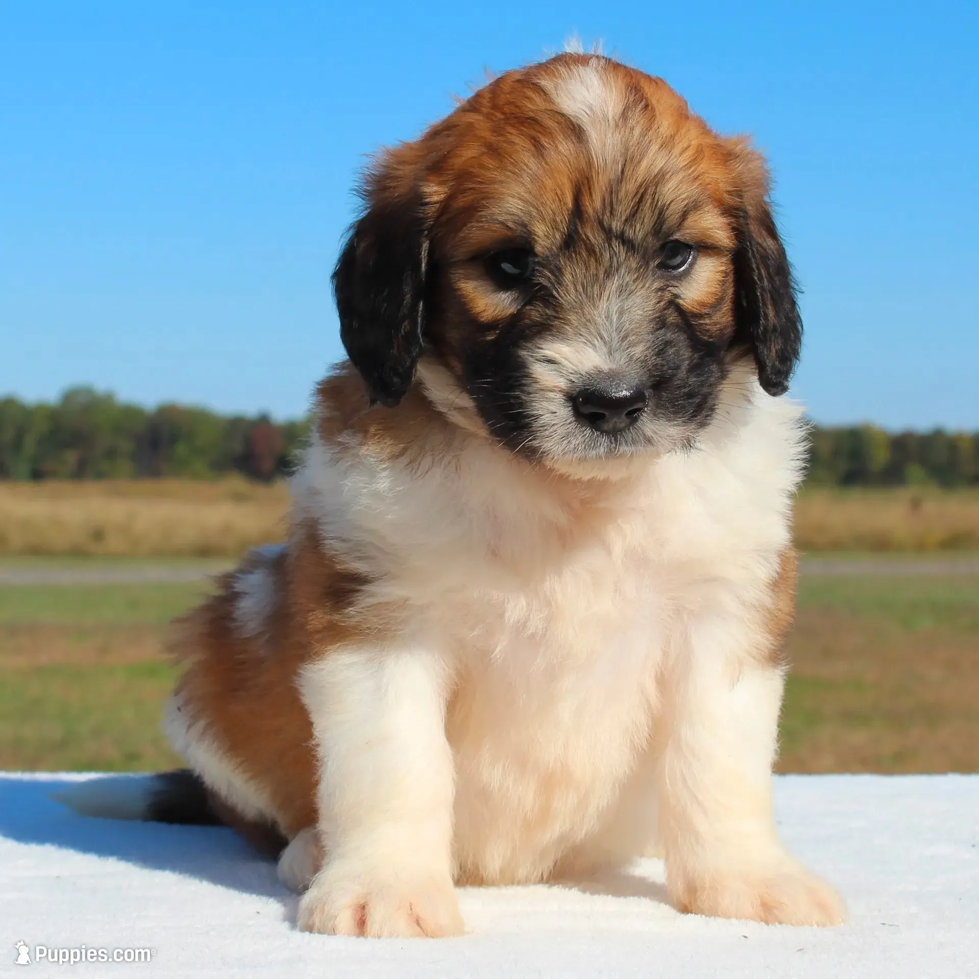 Copper, a male Saint Berdoodle for sale in Federalsburg, MD – 1 of 3