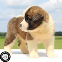 Minnie - AKC, a female Saint Bernard for sale in Federalsburg, MD – 3 of 3