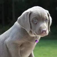 Tasha, a female Labrador Retriever for sale in Denton, MD – 3 of 4