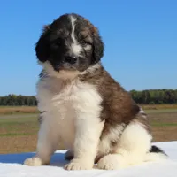 Sprout, a male Saint Berdoodle for sale in Federalsburg, MD – 4 of 4