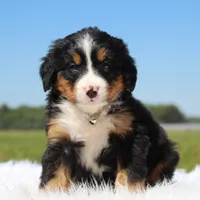 Honey - AKC, a female Bernese Mountain Dog for sale in Federalsburg, MD – 1 of 3