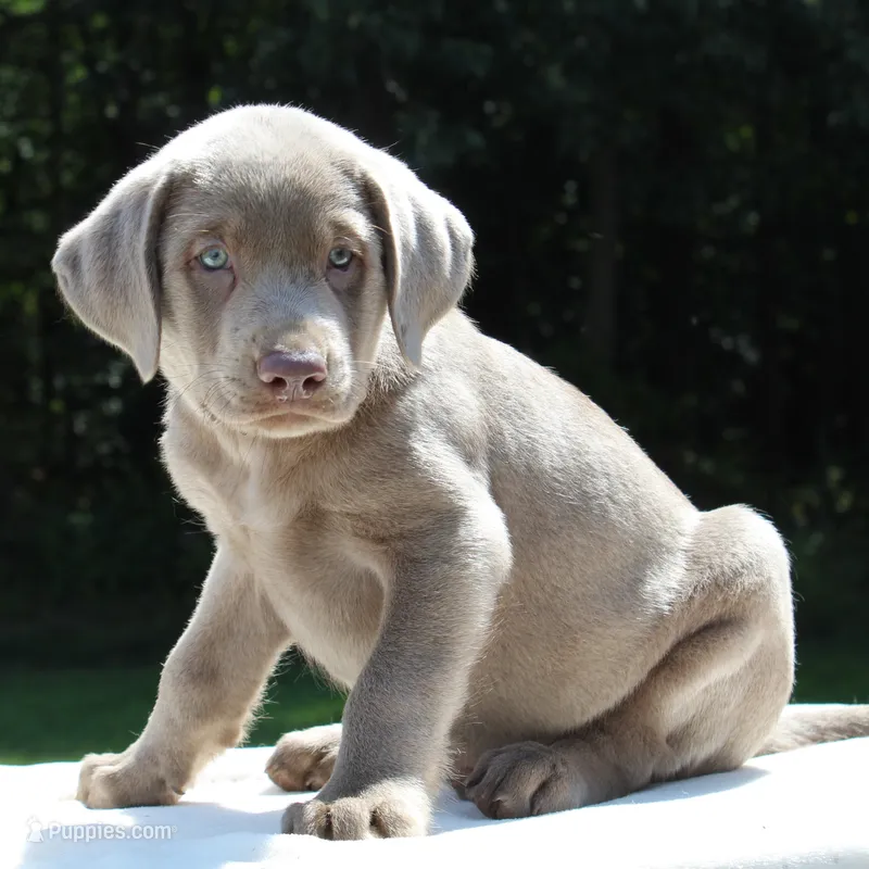 Tucker – Labrador Retriever puppy for sale in Denton, MD