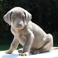 Tucker, a male Labrador Retriever for sale in Denton, MD – 1 of 4