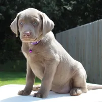 Tasha, a female Labrador Retriever for sale in Denton, MD – 2 of 4