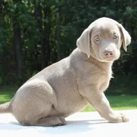 Tootsie, a female Labrador Retriever for sale in Denton, MD – 1 of 4
