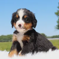 Barklay - AKC, a male Bernese Mountain Dog for sale in Federalsburg, MD – 1 of 2