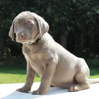 Tiana, a female Labrador Retriever for sale in Denton, MD – 2 of 4