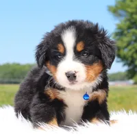 Odin - AKC, a male Bernese Mountain Dog for sale in Federalsburg, MD – 3 of 3