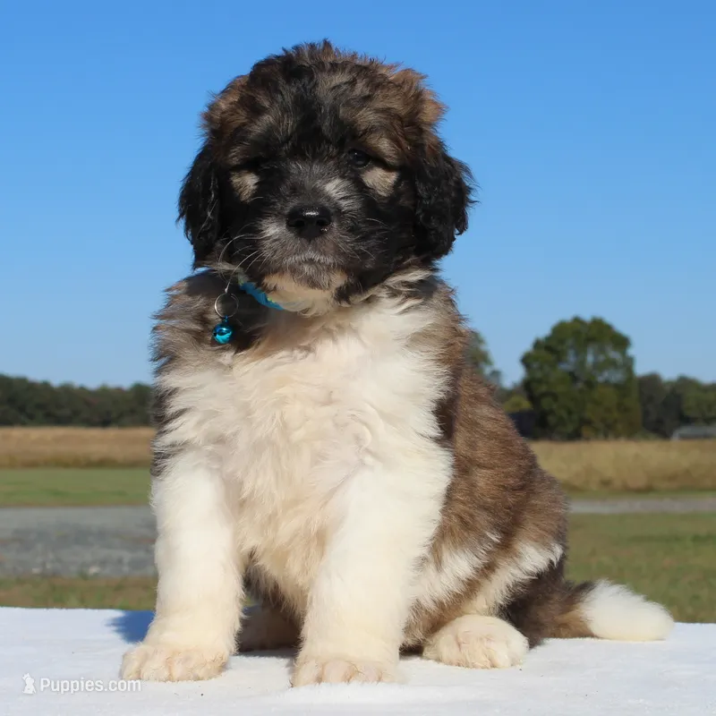 Pinecone – Saint Berdoodle puppy for sale in Federalsburg, MD