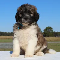 Pinecone, a male Saint Berdoodle for sale in Federalsburg, MD – 1 of 4