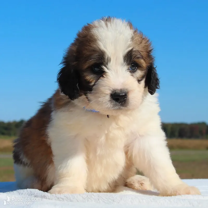 Biscuit – Saint Berdoodle puppy for sale in Federalsburg, MD