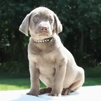 Tiana, a female Labrador Retriever for sale in Denton, MD – 3 of 4