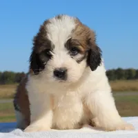 Biscuit, a male Saint Berdoodle for sale in Federalsburg, MD – 4 of 4