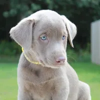 Tabby, a female Labrador Retriever for sale in Denton, MD – 3 of 4