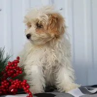 Delilah, a female Maltipoo for sale in Federalsburg, MD – Photo 3 of 5