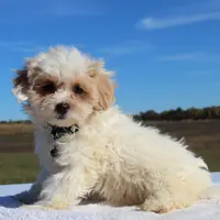 Delilah, a female Maltipoo for sale in Federalsburg, MD – Photo 5 of 5