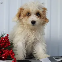 Delilah, a female Maltipoo for sale in Federalsburg, MD – Photo 1 of 5