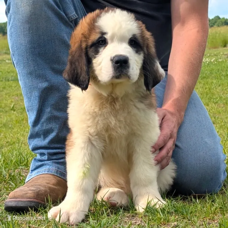 Breeze – Saint Bernard puppy on hold in Federalsburg, MD