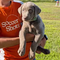 Toby, a male Labrador Retriever for sale in Denton, MD – 2 of 3
