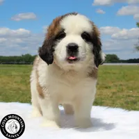 Breeze, a female Saint Bernard for sale in Federalsburg, MD – 3 of 3