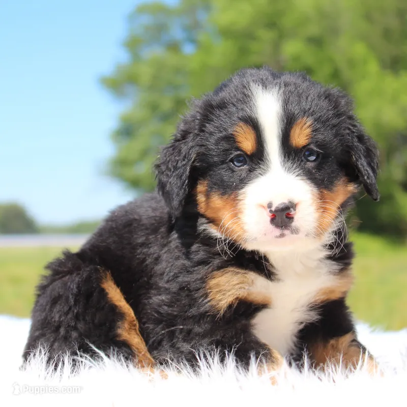 Teddy - AKC – Bernese Mountain Dog puppy for sale in Federalsburg, MD