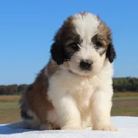Biscuit, a male Saint Berdoodle for sale in Federalsburg, MD – 3 of 4