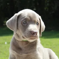 Tootsie, a female Labrador Retriever for sale in Denton, MD – 2 of 4