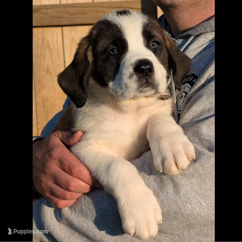 Buzz – Saint Bernard puppy for sale in Federalsburg, MD