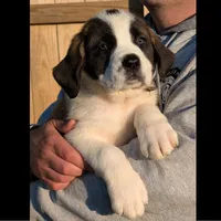 Buzz, a male Saint Bernard for sale in Federalsburg, MD – 1 of 5