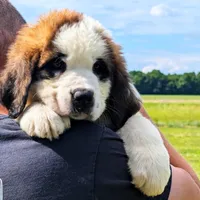 Breeze, a female Saint Bernard for sale in Federalsburg, MD – 2 of 7