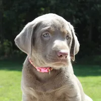 Tabitha, a female Labrador Retriever for sale in Denton, MD – 3 of 4