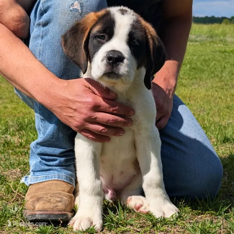 Buzz – Saint Bernard puppy for sale in Federalsburg, MD