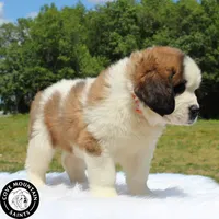 Breeze, a female Saint Bernard for sale in Federalsburg, MD – 2 of 3