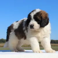 Tater, a male Saint Berdoodle for sale in Federalsburg, MD – 3 of 4