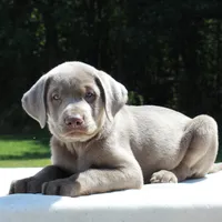 Tucker, a male Labrador Retriever for sale in Denton, MD – 2 of 4