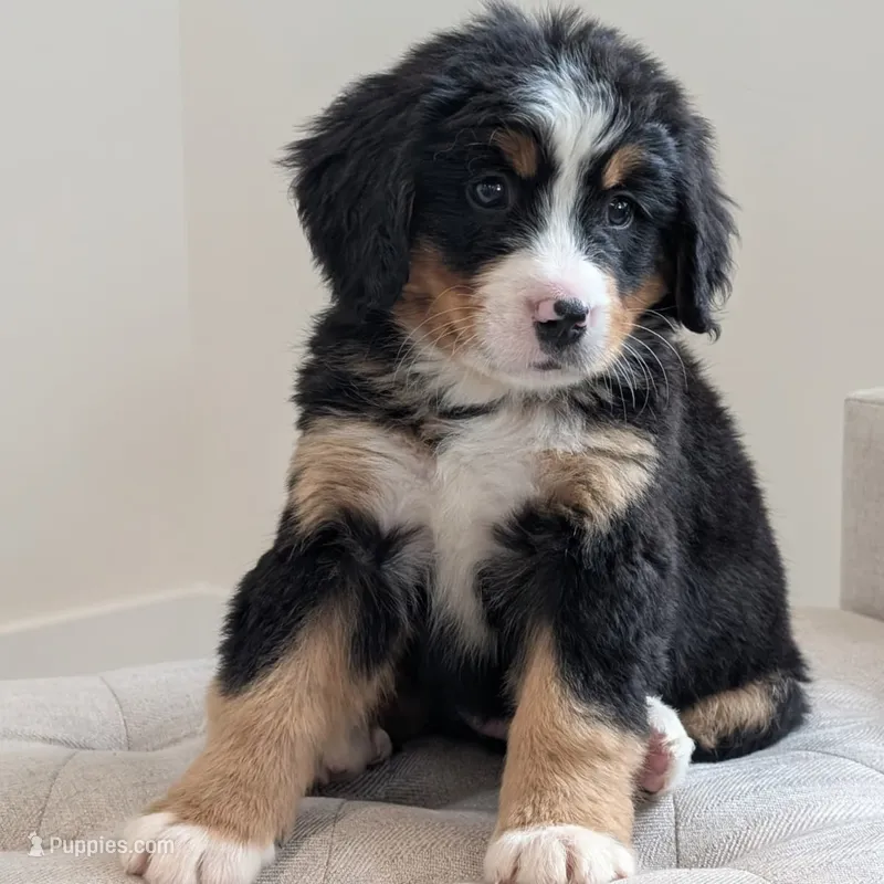 Sunshine - AKC – Bernese Mountain Dog puppy for sale in Federalsburg, MD
