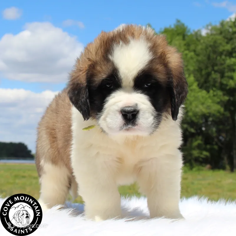 Dawn – Saint Bernard puppy for sale in Federalsburg, MD