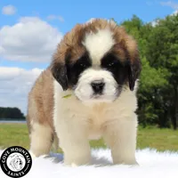 Dawn, a female Saint Bernard for sale in Federalsburg, MD – 1 of 7