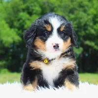 Sunshine - AKC, a female Bernese Mountain Dog for sale in Federalsburg, MD – 2 of 2
