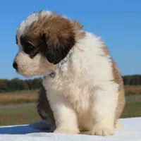 Biscuit, a male Saint Berdoodle for sale in Federalsburg, MD – 2 of 4